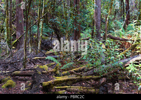Umgestürzte Bäume, Unterholz, grüne Reben und hoch wachsende Bäume in der Tasmanischen Regenwald. Stockfoto