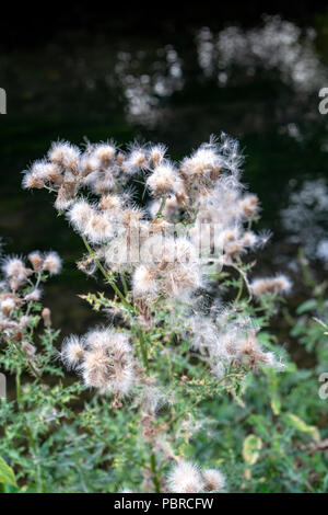 Gegen den dunklen Hintergrund Thistledown Stockfoto