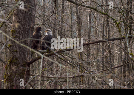 Ein Moment der Intimität gefangen zwischen ein paar schöne kahle Adler, auf ein Glied von einem Baum in einem Wald von der kanadischen Wildnis Stockfoto