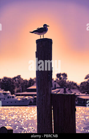 Möwe auf Wharf post. Stockfoto