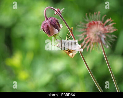 Silber Y Motte (autographa Gamma) mit langen Rüssel Fütterung auf Wasser Avens (Geum Rivale) in Cumbria, England, Großbritannien Stockfoto