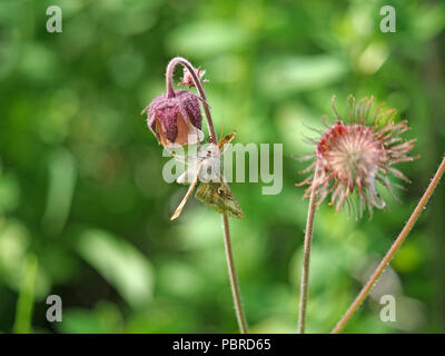 Silber Y Motte (autographa Gamma) mit langen Rüssel Fütterung auf Wasser Avens (Geum Rivale) in Cumbria, England, Großbritannien Stockfoto