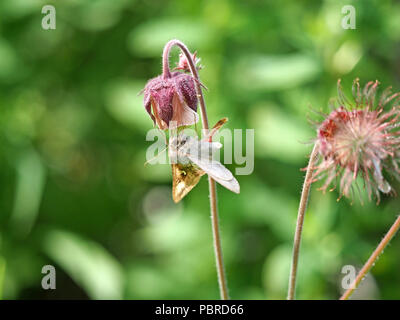 Silber Y Motte (autographa Gamma) mit langen Rüssel Fütterung auf Wasser Avens (Geum Rivale) in Cumbria, England, Großbritannien Stockfoto