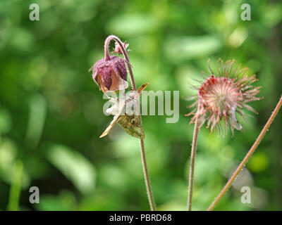 Silber Y Motte (autographa Gamma) mit langen Rüssel Fütterung auf Wasser Avens (Geum Rivale) in Cumbria, England, Großbritannien Stockfoto