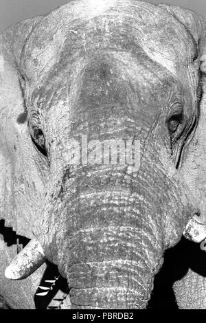 Monochrome Portrait eines Stiers Afrikanischer Elefant (Loxodonta africana), Etosha National Park, Namibia. Stockfoto