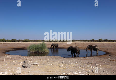 Drei afrikanischen Elefanten (Loxodonta africana) erfassen am Chudop Wasserloch im Etosha National Park, Namibia zu trinken. Stockfoto