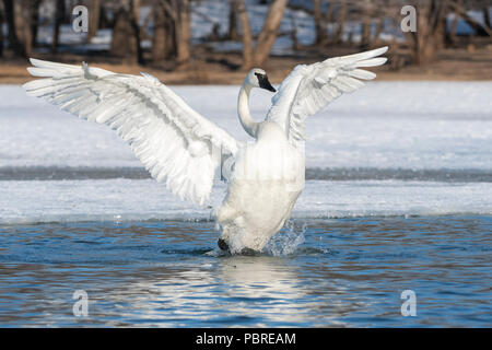 Trumpeter Swans (Cygnus buccinator), St. Croix River, Winter, WI, MN, USA, von Dominique Braud/Dembinsky Foto Assoc Stockfoto