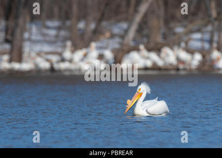 American White Pelican (Pelecanus erythrorhynchos), Mississippi, Frühling Migration, Ende April, MN, von Dominique Braud/Dembinsky Foto Assoc Stockfoto