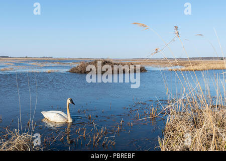 Trumpeter Swans (Cygnus buccinator) Crex wiesen Wildlife Management Area, Frühling, WI, USA, von Dominique Braud/Dembinsky Foto Assoc Stockfoto