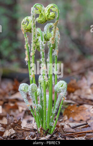 Zimt Farn (Osmundastrum cinnamomeum) fiddlehead entfaltet, Mai, E NA, von Dominique Braud/Dembinsky Foto Assoc Stockfoto