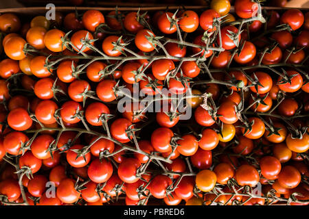 Frisch geerntete Tomaten auf dem Markt. Kirschtomaten auf der Farm. Stockfoto