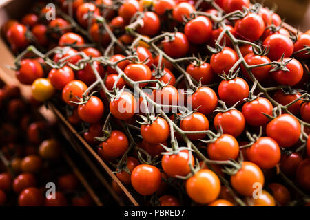 Frisch geerntete Tomaten auf dem Markt. Kirschtomaten auf der Farm. Stockfoto