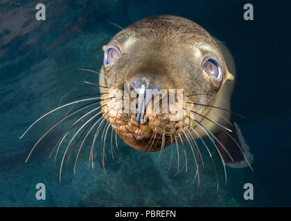 Sea Lion Pup im Los Islotes, La Paz, Meer von Cortez (zalophus californianus) Stockfoto