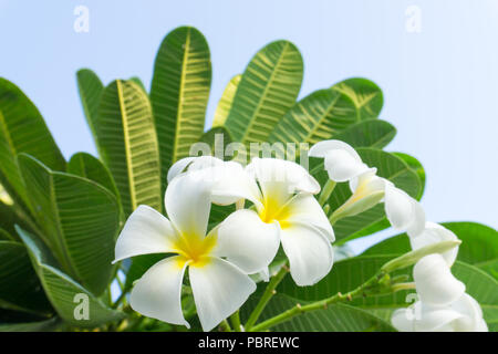 Weiß plumeria Blumen auf dem Baum. Grüne Blätter roch duftenden am Abend. Stockfoto