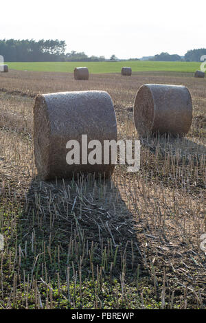 Die Riemenscheiben von Stroh im Bereich angeordnet. Arbeit während der Ernte. Saison der Sommer Stockfoto