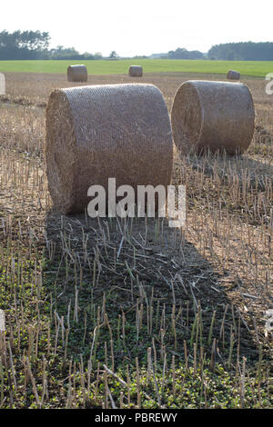 Die Riemenscheiben von Stroh im Bereich angeordnet. Arbeit während der Ernte. Saison der Sommer Stockfoto