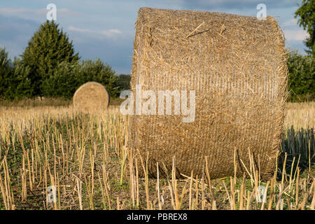 Die Riemenscheiben von Stroh im Bereich angeordnet. Arbeit während der Ernte. Saison der Sommer Stockfoto