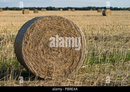 Die Riemenscheiben von Stroh im Bereich angeordnet. Arbeit während der Ernte. Saison der Sommer Stockfoto