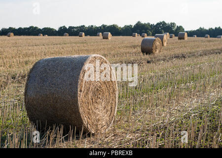 Die Riemenscheiben von Stroh im Bereich angeordnet. Arbeit während der Ernte. Saison der Sommer Stockfoto