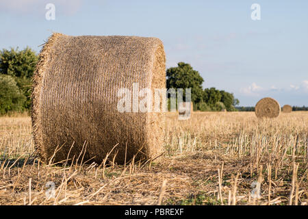 Die Riemenscheiben von Stroh im Bereich angeordnet. Arbeit während der Ernte. Saison der Sommer Stockfoto