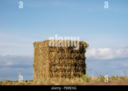 Die Riemenscheiben von Stroh im Bereich angeordnet. Arbeit während der Ernte. Saison der Sommer Stockfoto