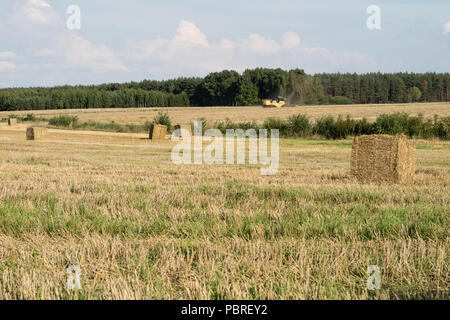 Die Riemenscheiben von Stroh im Bereich angeordnet. Arbeit während der Ernte. Saison der Sommer Stockfoto