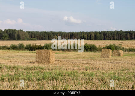 Die Riemenscheiben von Stroh im Bereich angeordnet. Arbeit während der Ernte. Saison der Sommer Stockfoto