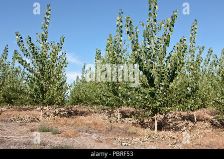 Junge Hybrid Pappeln 'Populus canescens x Populus trichocarpa', von Stecklingen gewachsen. Oregon. Stockfoto