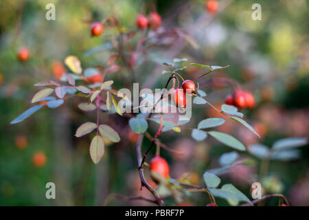 Berberitze Zweig mit roten reife Beeren Herbst Hintergrund Stockfoto