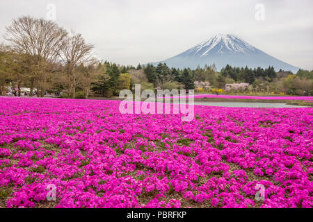 Verschiedene farbige moss Phlox oder bunte Shiba-sakura Felder in shibazakura Festival, Fujikawaguchiko, Minamitsuru, Yamanashi, Japan Stockfoto