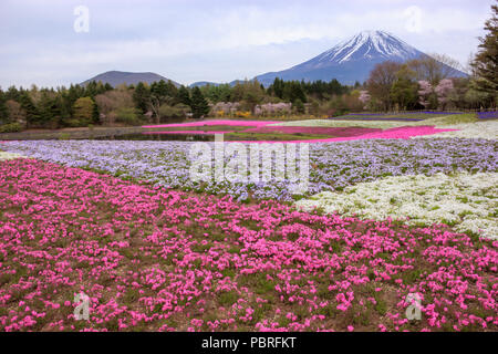 Verschiedene farbige moss Phlox oder bunte Shiba-sakura Felder in shibazakura Festival, Fujikawaguchiko, Minamitsuru, Yamanashi, Japan Stockfoto