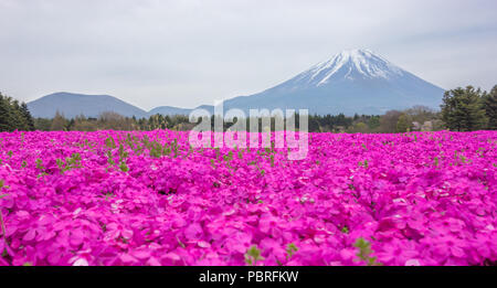 Die Aussicht auf schöne rosa moss Phlox oder Shiba-sakura Felder in shibazakura Festival vor den Berg Fuji, Fujikawaguchiko, Minamitsuru, Yamanashi, Jap Stockfoto