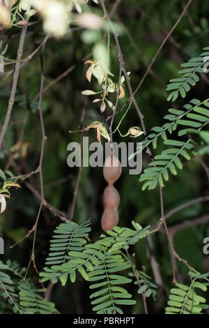 Tamarindus indica Stockfoto