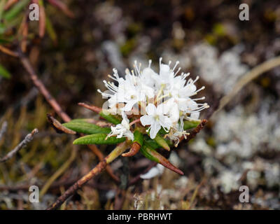 Die weißen Blüten von März northern Labrador Labrador Tee, Kaffee oder wild Rosemary (Rhododendron Tomentosum) Strauch Blüte im Sommer. Qaqortoq, Grönland Stockfoto