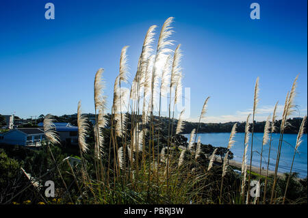 Pampas Gras (Cortaderia selloana) über Oneroa Bay, Waiheke Island, North Island, Neuseeland Stockfoto