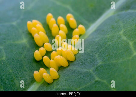 Schmetterling Eier auf einem Purple sprouting Blatt Stockfoto