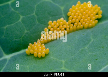 Schmetterling Eier auf einem Purple sprouting Blatt Stockfoto