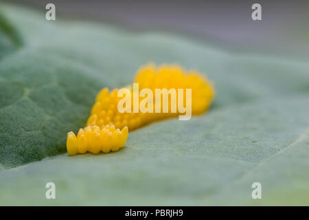 Schmetterling Eier auf einem Purple sprouting Blatt Stockfoto