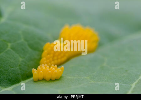 Schmetterling Eier auf einem Purple sprouting Blatt Stockfoto