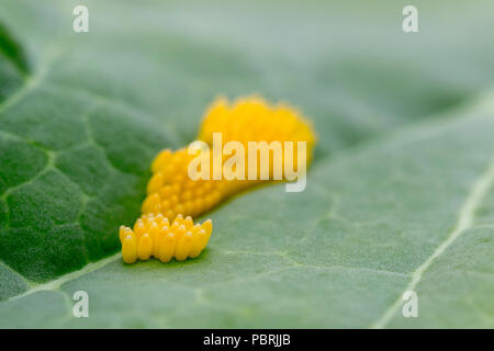 Schmetterling Eier auf einem Purple sprouting Blatt Stockfoto