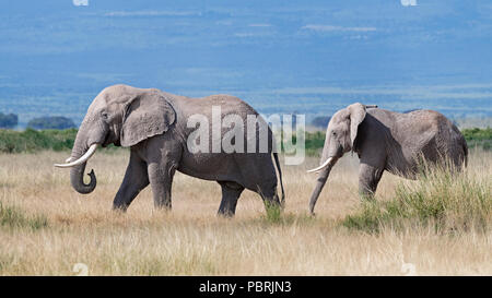 Afrikanische Elefanten (Loxodonta Africana), Amboseli Nationalpark, Kenia, Ostafrika, Afrika Stockfoto