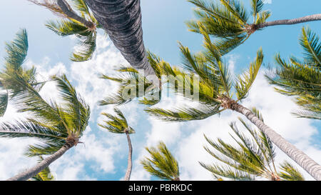 HAWAII, USA - Dezember 5, 2017: Ansicht der Unterseite von Palmen in einem blauen Himmel, an Anaeho'omalu Bay. Stockfoto