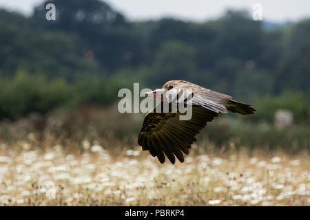 Hooded Vulture im Flug Stockfoto