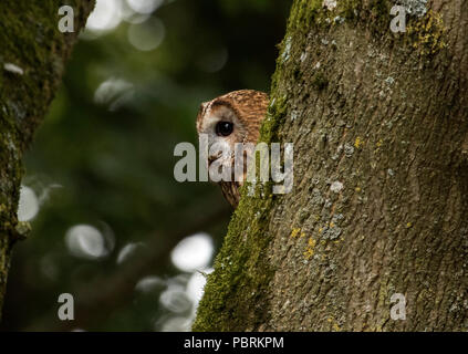 Waldkauz im Baum Stockfoto