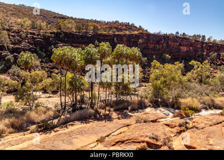 Das Palm Valley, Finke Gorge National Park in Northern Territory, Australien Stockfoto