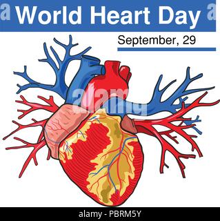 World Heart Day. 29. September. Vector Illustration auf weißem Hintergrund. Exzellenter Urlaub Geschenkkarte. Stock Vektor