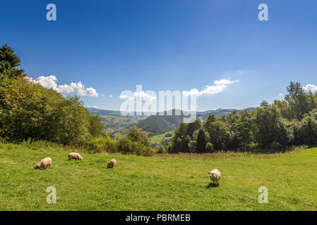 Weidende Schafe auf der Weide in Pieniny. Polen. Stockfoto