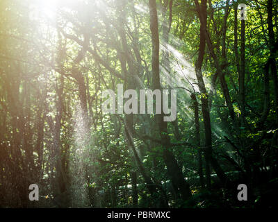 Schatten im Sommer Wald und regen Gießen zwischen den Bäumen auf einem Sonnenstrahlen während der sonnigen Tag Stockfoto