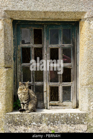 Katze sitzt auf einer Fensterbank eines sehr alten Steinhauses mit verblassenem Holzfensterrahmen. Stockfoto