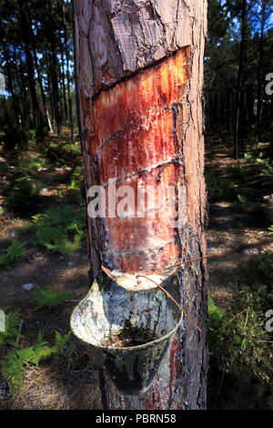 Kiefernharz sammeln Tassen auf dem Stamm einer Kiefer in Portugal closeup Stockfoto